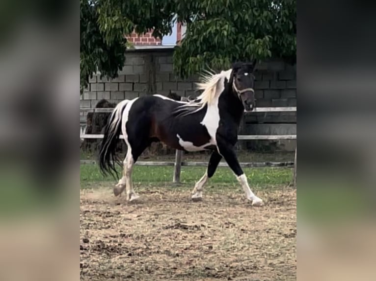 Pintohäst Blandning Hingst 10 år 155 cm Pinto in Tetovo