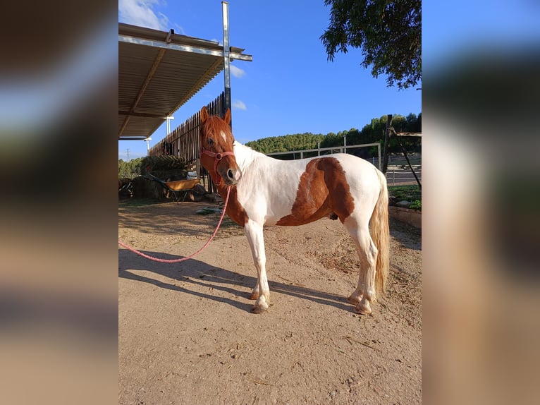 Pintohäst Blandning Hingst 13 år 137 cm Pinto in Logroño