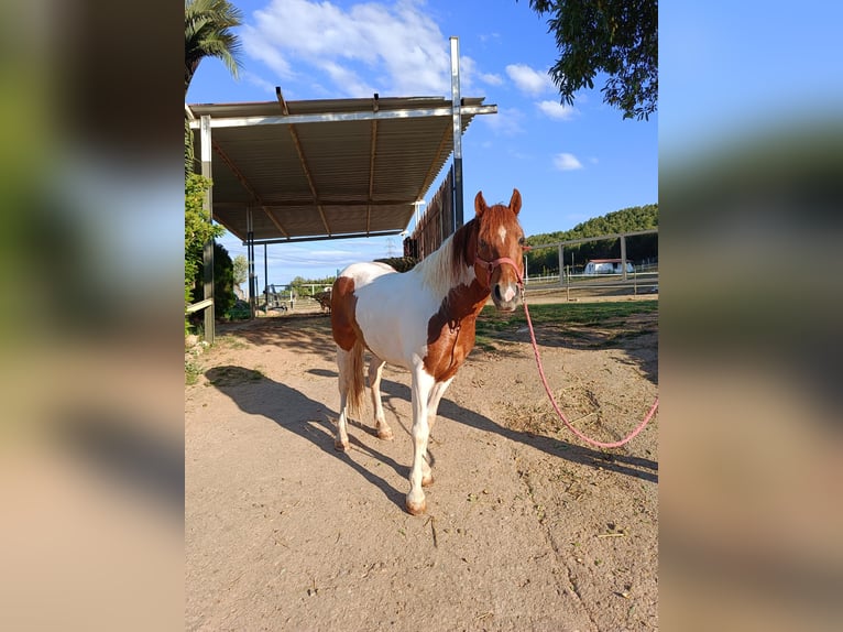 Pintohäst Blandning Hingst 13 år 137 cm Pinto in Logroño