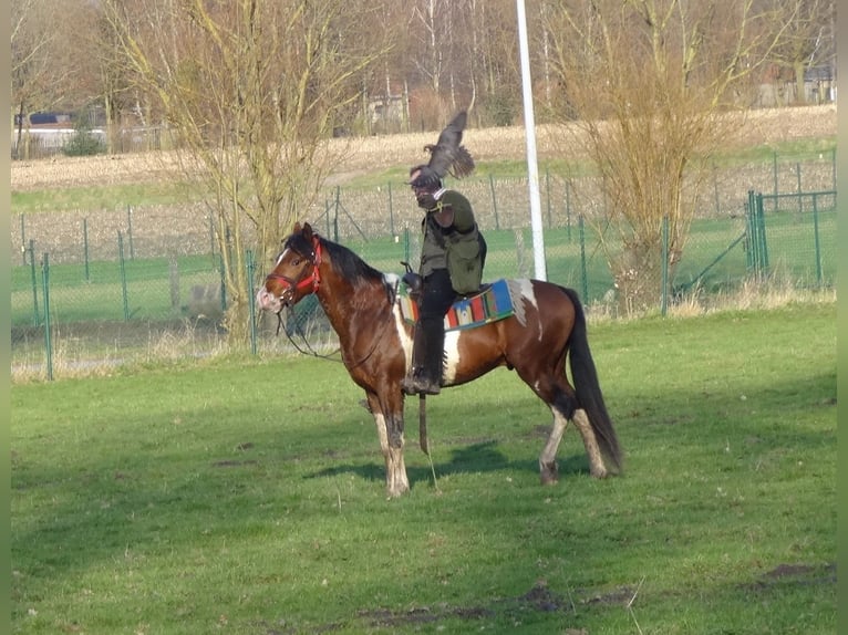 Pintohäst Hingst 15 år 153 cm Tobiano-skäck-alla-färger in Gavere