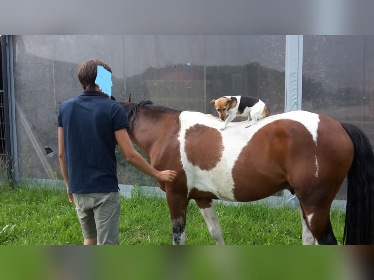 Pintohäst Hingst 15 år 153 cm Tobiano-skäck-alla-färger in Gavere