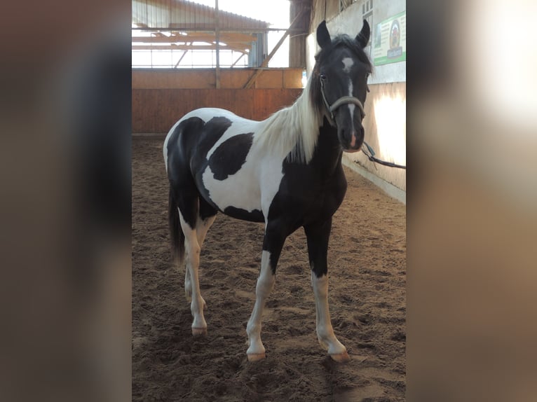 Pintohäst Blandning Hingst 1 år 147 cm Pinto in Calberlah