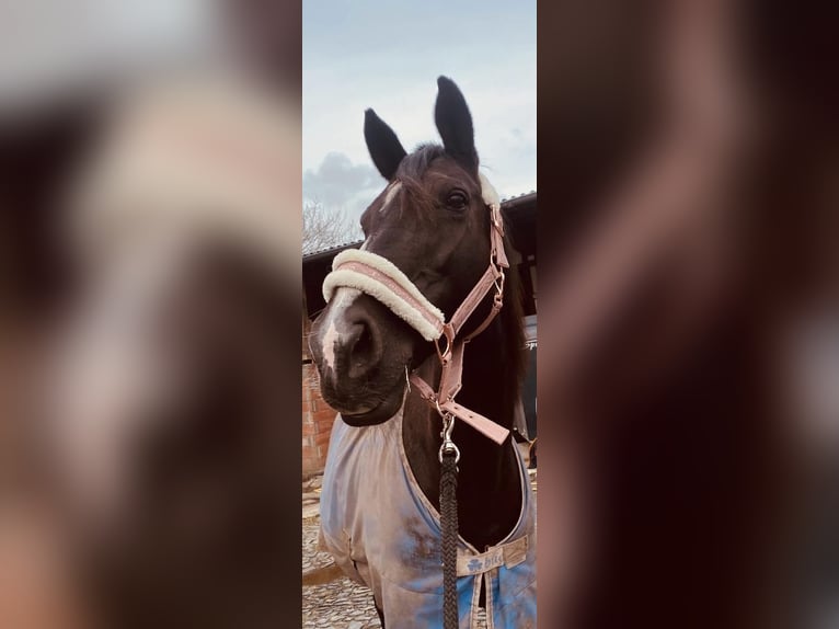 Pintohäst Hingst 3 år Leopard-Piebald in Homberg (Efze)