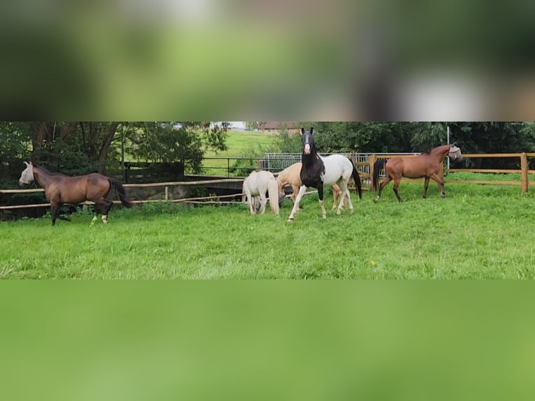 Pintohäst Hingst 3 år Leopard-Piebald in Homberg (Efze)