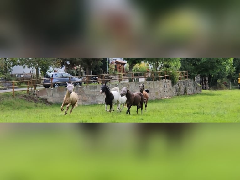 Pintohäst Hingst 3 år Leopard-Piebald in Homberg (Efze)