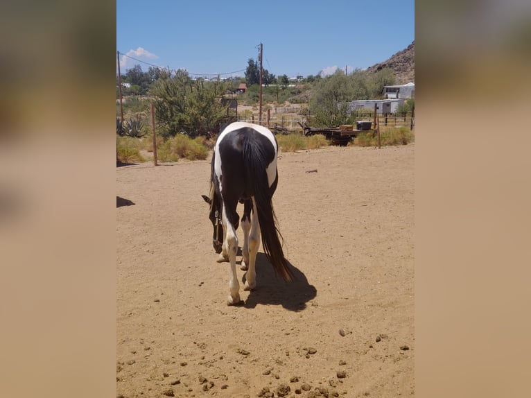 Pintohäst Hingst 8 år 152 cm Tobiano-skäck-alla-färger in Golden Valley