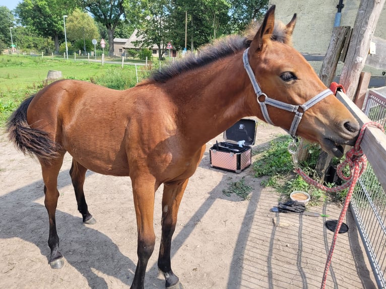 Pintohäst Hingst Föl (03/2024) 115 cm Brun in Glasin