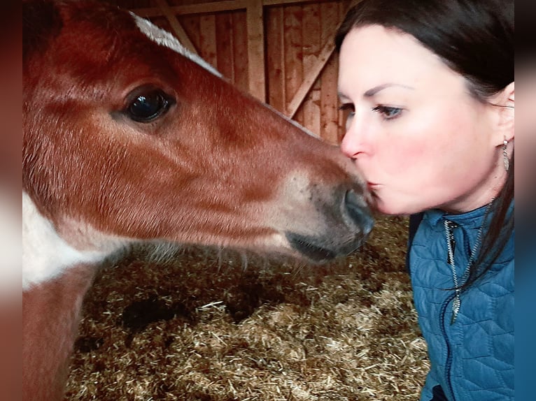 Pintohäst Hingst Föl (04/2024) 160 cm Brun in Puchberg am Schneeberg