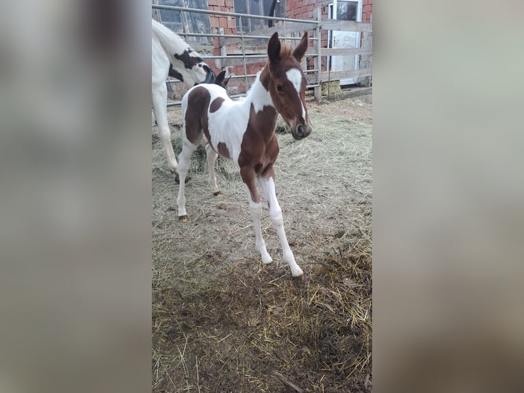 Pintohäst Hingst Föl (04/2024) 160 cm Brun in Puchberg am Schneeberg