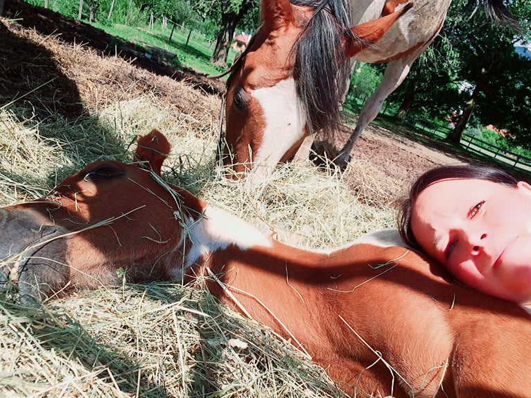 Pintohäst Hingst Föl (04/2024) 160 cm Brun in Puchberg am Schneeberg