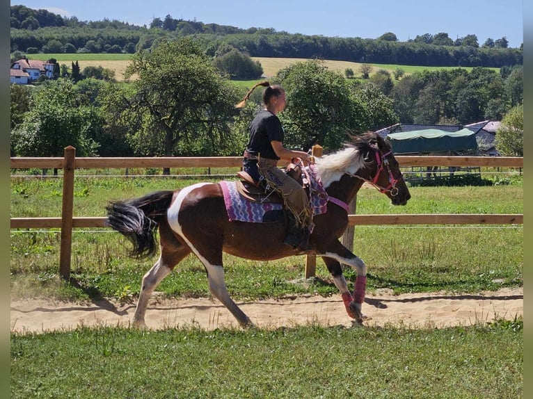 Pintohäst Sto 10 år 150 cm Pinto in Linkenbach