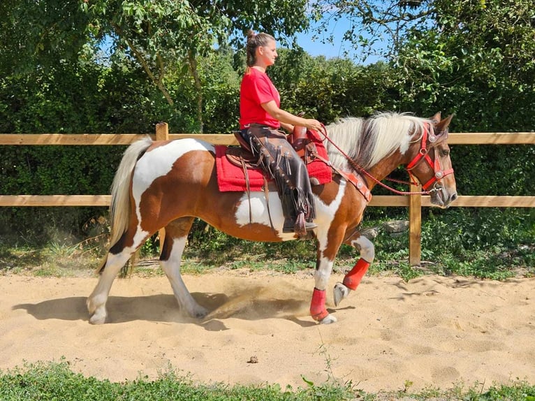 Pintohäst Sto 12 år 153 cm Pinto in Linkenbach