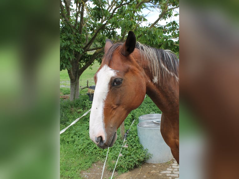 Pintohäst Sto 13 år 165 cm Mörkbrun in Remlingen