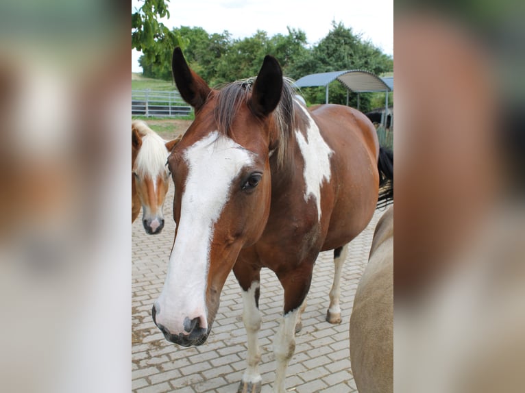 Pintohäst Sto 13 år 165 cm Mörkbrun in Remlingen