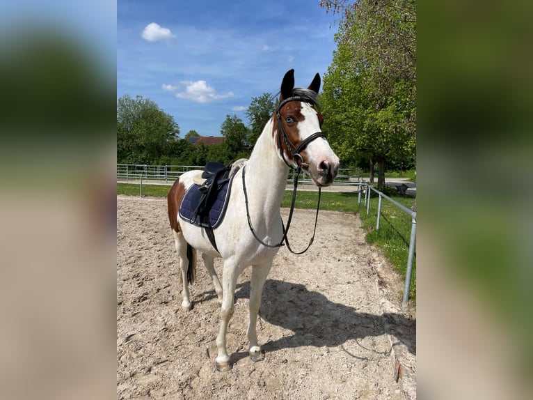 Pintohäst Sto 14 år 147 cm Pinto in Steinheim am Albuch