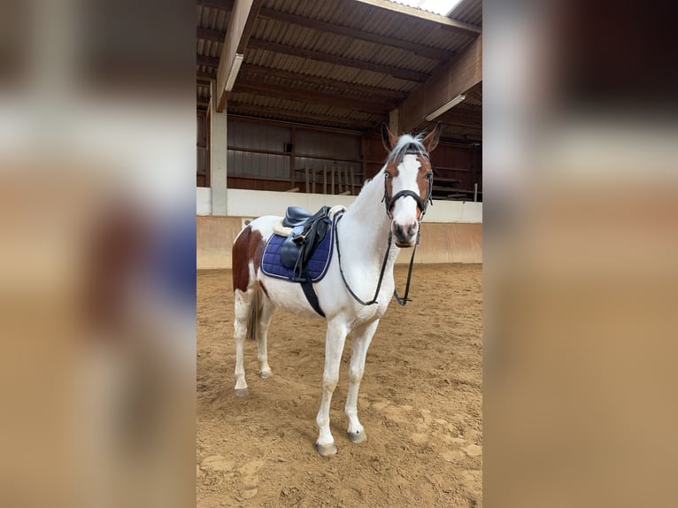 Pintohäst Sto 14 år 147 cm Pinto in Steinheim am Albuch