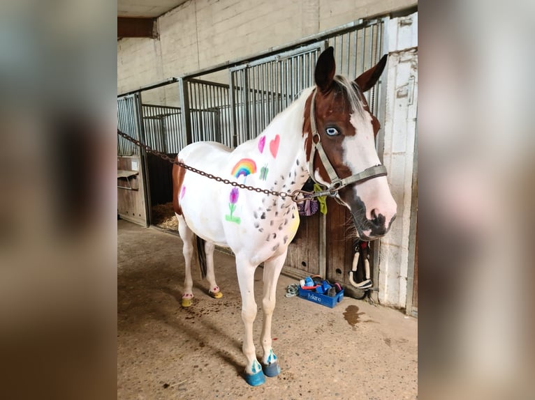 Pintohäst Sto 14 år 147 cm Pinto in Steinheim am Albuch