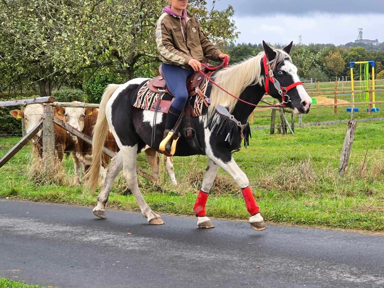 Pintohäst Sto 16 år 148 cm Pinto in Linkenbach