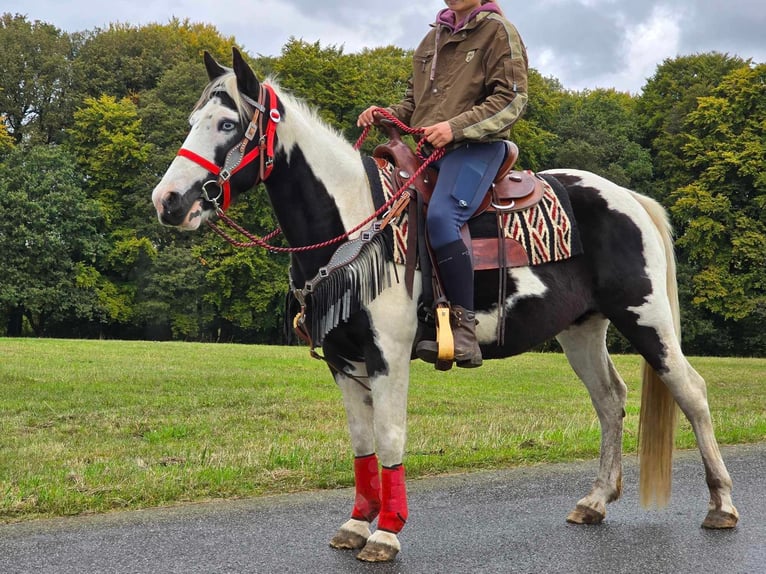 Pintohäst Sto 16 år 148 cm Pinto in Linkenbach