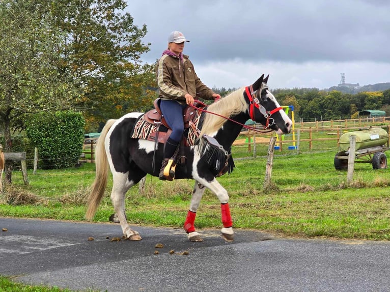 Pintohäst Sto 16 år 148 cm Pinto in Linkenbach