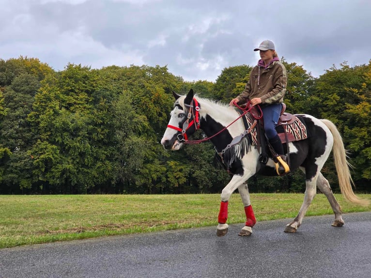 Pintohäst Sto 16 år 148 cm Pinto in Linkenbach