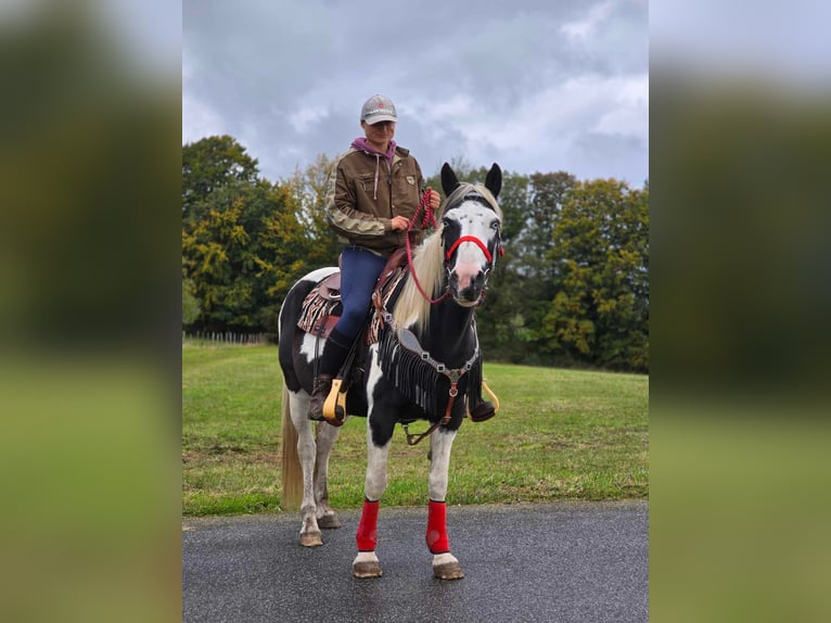 Pintohäst Sto 16 år 148 cm Pinto in Linkenbach