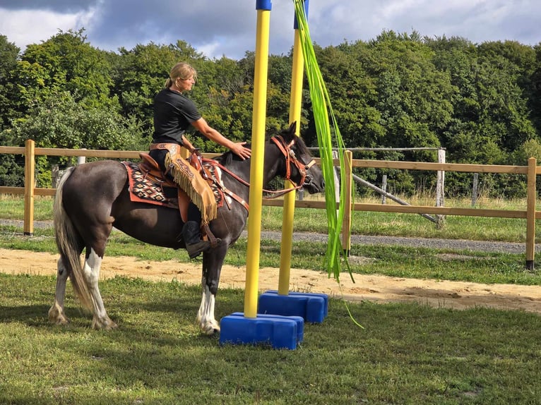 Pintohäst Sto 3 år 148 cm Pinto in Linkenbach