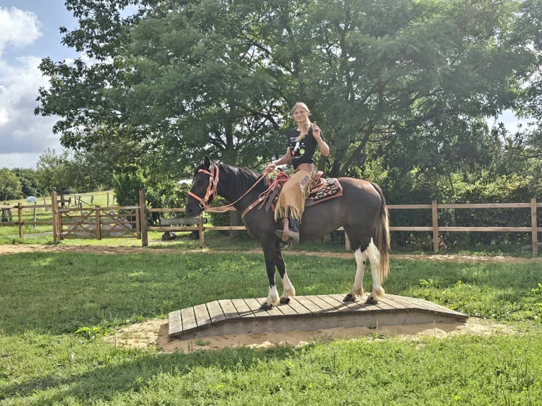 Pintohäst Sto 3 år 148 cm Pinto in Linkenbach