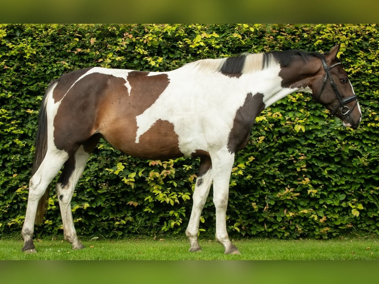 Pintohäst Sto 3 år 166 cm Pinto in Visselhövede