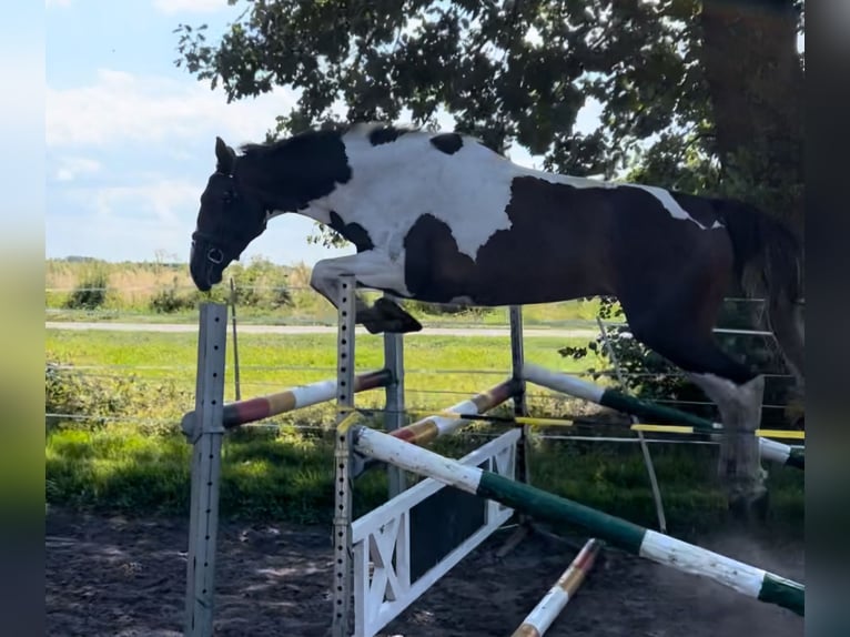 Pintohäst Sto 3 år 166 cm Pinto in Visselhövede