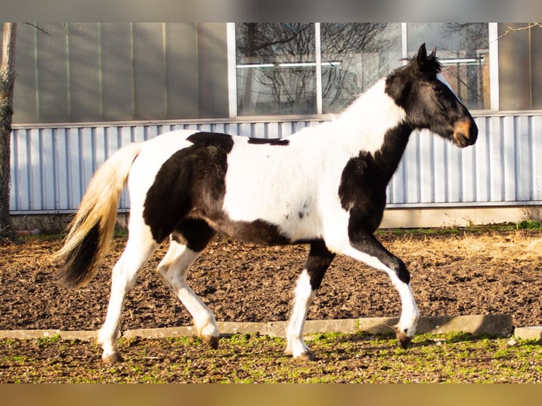 Pintohäst Blandning Sto 4 år 152 cm Pinto in Niederzier