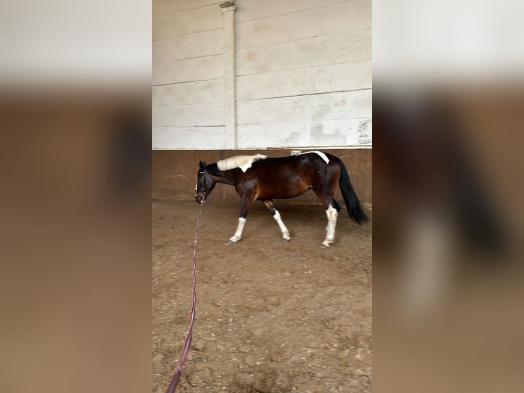 Pintohäst Sto 6 år 155 cm Pinto in Schönwalde