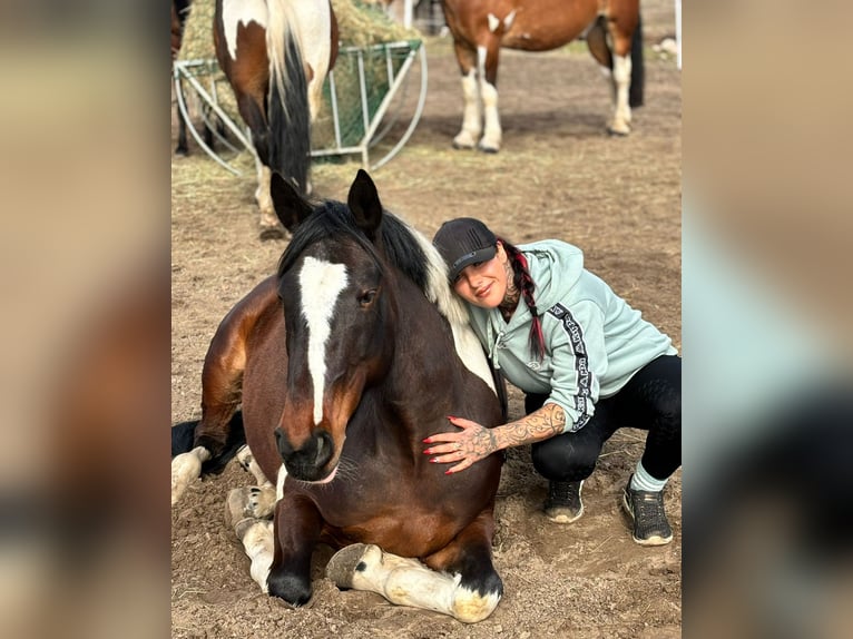 Pintohäst Sto 6 år 155 cm Pinto in Schönwalde