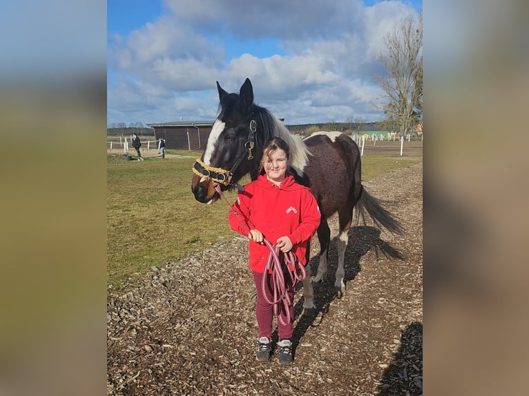 Pintohäst Sto 6 år 155 cm Pinto in Schönwalde