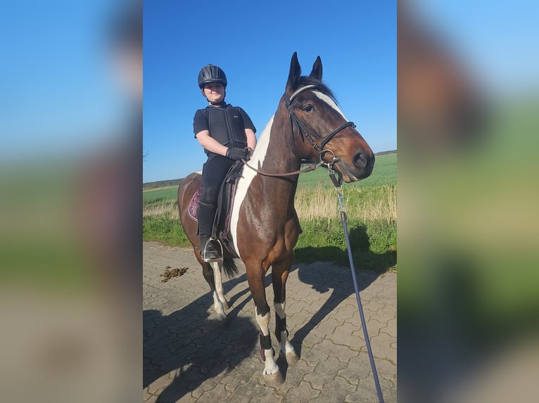 Pintohäst Sto 6 år 155 cm Pinto in Schönwalde