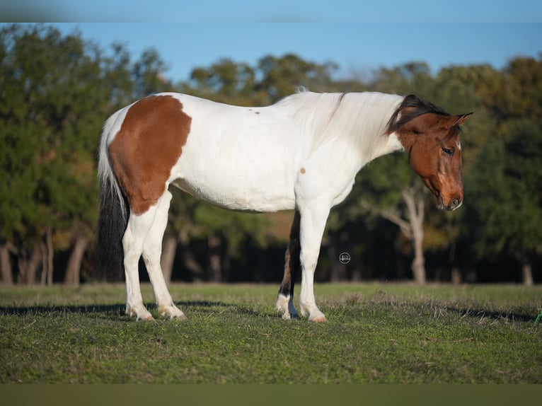 Pintohäst Sto 9 år 147 cm Gulbrun in Weatherford, TX
