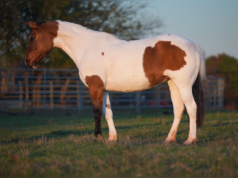Pintohäst Sto 9 år 147 cm Gulbrun in Weatherford, TX