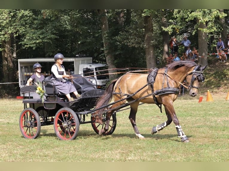 Pintohäst Valack 10 år 166 cm Brun in Langerringen