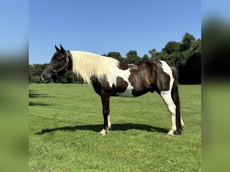 Pintohäst Valack 11 år 152 cm Pinto in Granby, CT