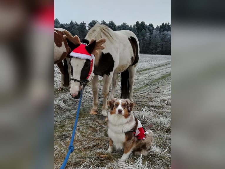 Pintohäst Valack 11 år 158 cm Pinto in Dedelstorf