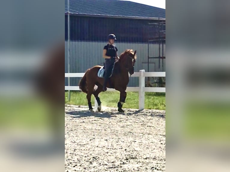 Pintohäst Valack 12 år 163 cm fux in Großheide