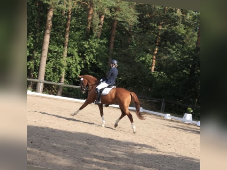 Pintohäst Valack 12 år 163 cm fux in Großheide