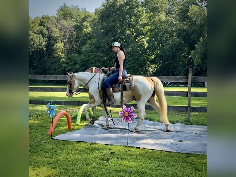 Pintohäst Valack 14 år 142 cm in Granby, CT