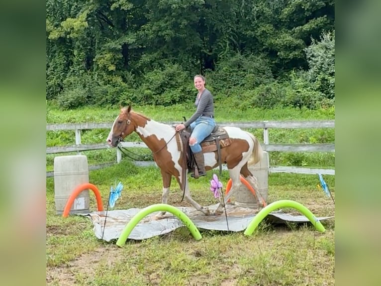 Pintohäst Valack 14 år 152 cm Pinto in Granby, CT