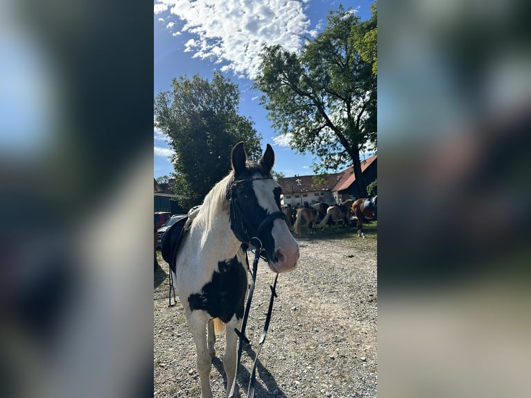 Pintohäst Valack 20 år 152 cm Pinto in Pforzen