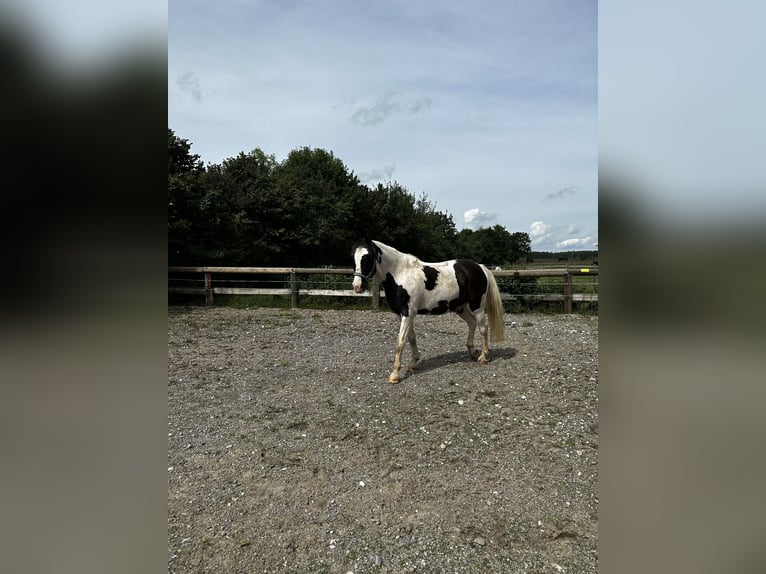 Pintohäst Valack 20 år 152 cm Pinto in Pforzen