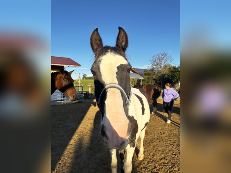 Pintohäst Valack 20 år 152 cm Pinto in Pforzen