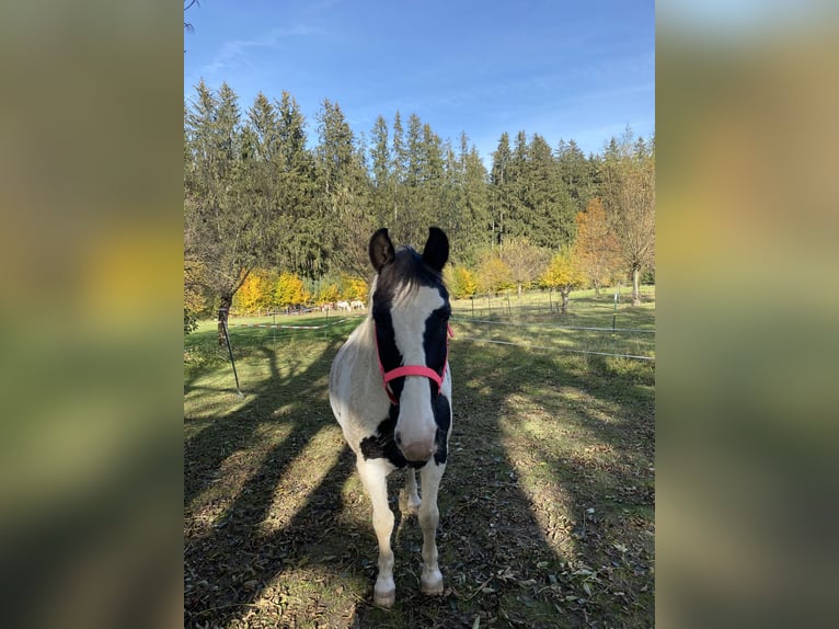 Pintohäst Valack 20 år 152 cm Pinto in Pforzen