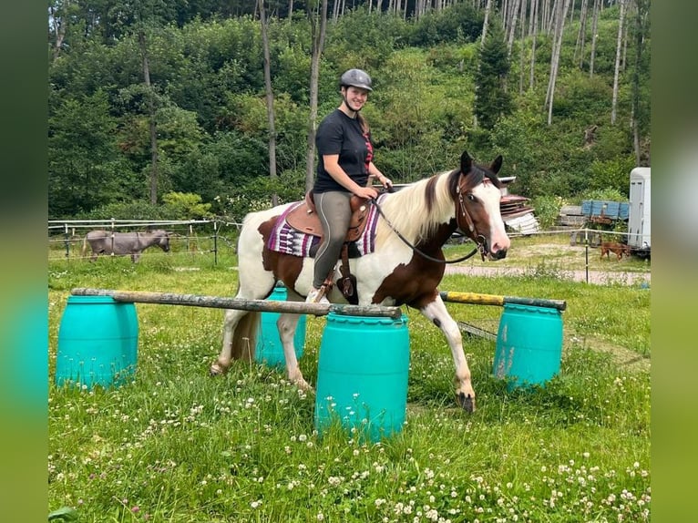 Pintohäst Blandning Valack 3 år 152 cm Pinto in Bayerbach