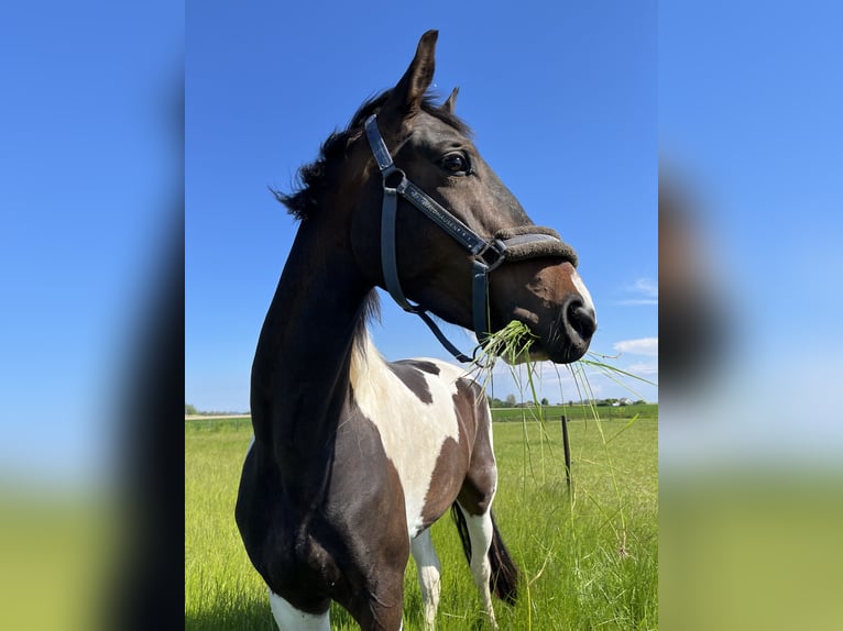 Pintohäst Valack 3 år 170 cm Brun in Nysted